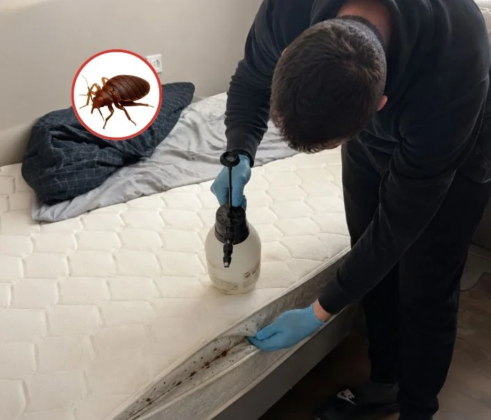 Technicien traitant un matelas contre les punaises de lit à Villers-en-Arthies
